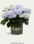Гортензия крупнолистная Doppio Azzurro