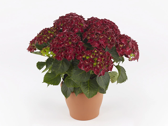 Гортензия крупнолистная Hi Fire