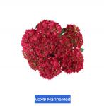 Гортензия крупнолистная Vox Marine Red