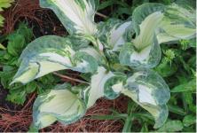 Хоста Frog in my Throat