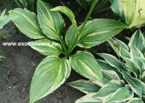 Хоста Kaleidohrom