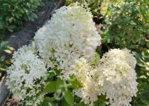 Гортензия метельчатая Royal Flower