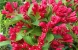 Вейгела All Summer Red