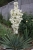 Юкка нитчатая (Yucca filamentosa)