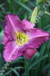 Лилейник Lavander blue baby